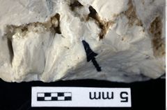 Foto (Detailansicht) von Cracensigillatus acutirostris (Moericke, 1889) (NHMW-GEO-1990-0041-0450)